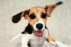 Dog_Excited.jpg