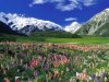 Spring Meadow, Mount Cook, New Zealand.jpg