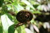 native-flora-new-zealand-fern.jpg