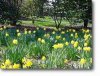 more_daffodils.jpg