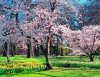 Spring Blossoms NZ.jpeg