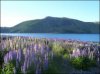 Lake Tekapo.jpg