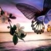 avatars-butterfly-729583.jpg