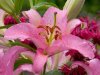 5060-webshots-wallpapers-flower-papers.jpg