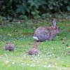 bunnies.jpg