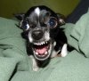 655px-Killer_Chihuahua.jpg