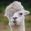 llama.jpg