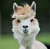 llama2.jpg