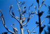 Fish_Tree_detail.jpg