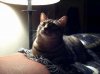 StaceysKitty.jpg