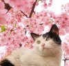 CherryBlossom8.jpg