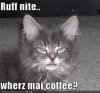 cat-coffee.jpg
