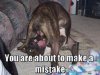 dog.jpg