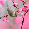 Spring-is-Pink.jpg