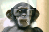 GT.gif