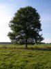 Ash_Tree_-_geograph.org.uk_-_590710.jpg