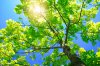 TREE.jpg TREE.jpg