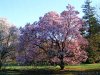 Magnolia_Trees.JPG