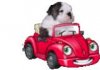 th_PUPPY_7E12.jpg