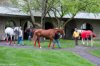 Keenland in the springtime.jpg