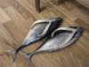 fish-shoes--large-msg-128668914435.jpg