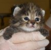 baby-black-footed-cat.jpg