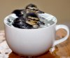 babymallards.jpg