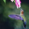 hummingbird & fuschia.jpg