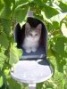 cat_in_mailbox_70115534.jpg