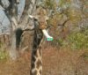 giraffe.JPG