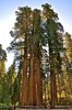 16-sequoia.jpg