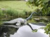 loch-ness-monster11.jpg