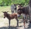 Zonkey.jpg