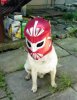 pug_lucha_libre.jpg