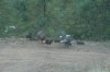 turkeys.jpg