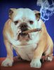 smoking_dog_1.jpg