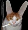 smoking-cat-big-ears2.JPG