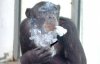 smoking chimp1.jpg
