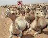 camels52.jpg