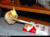 Smoking_Bird.jpg