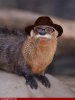 Wise-Old-Otter-Smoking-a-Cigar--66969.jpg
