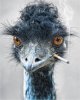 emu2.jpg