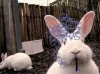 vapebunny.jpg