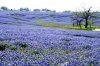 bluebonnets in texas.jpg