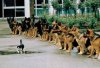 catittude.jpg