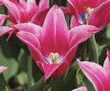 220px-Yonina_Tulip.jpg