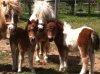 mini ponies.jpg