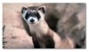 blackfooted ferret.jpg