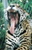 94ap_jaguar_yawn.jpg