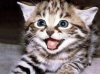 SINGING_CAT.jpg